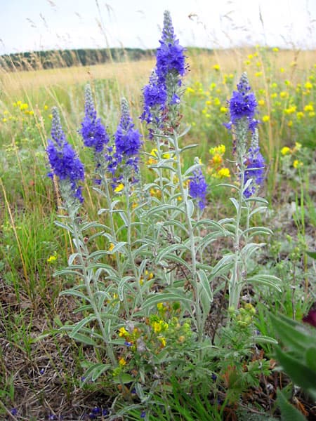 Veronica incana, Hall mailane